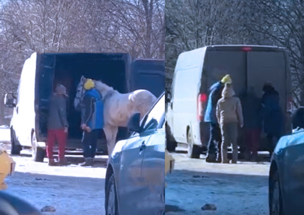 Жители подмосковных Химок заметили странную транспортировку лошадей