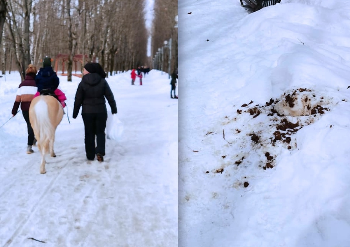 Директор Фонда защиты городских животных рассказала, как решить проблему оставленных в московских парках экскрементов лошадей