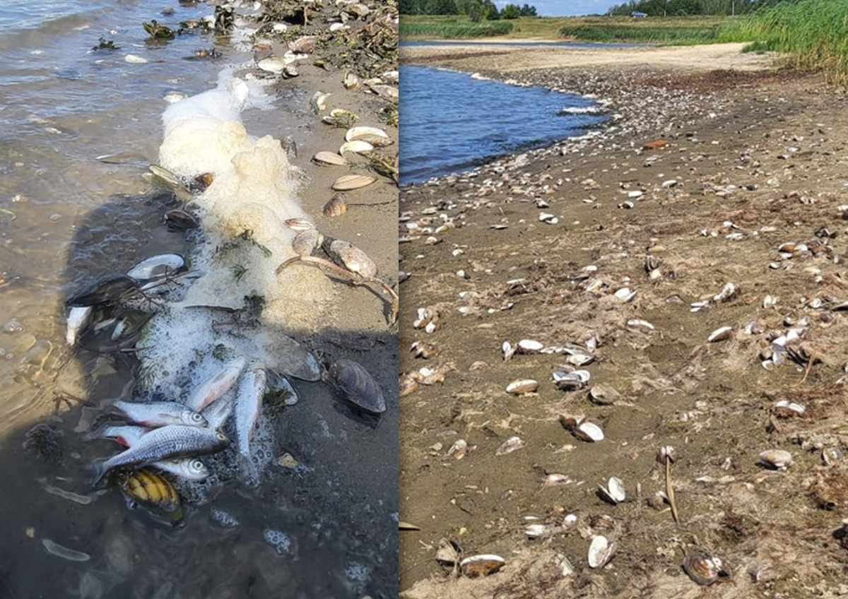 Экология водоемов на Тамбовщине: «Половина пруда уже превратилась в болото, а местами полностью высохла»