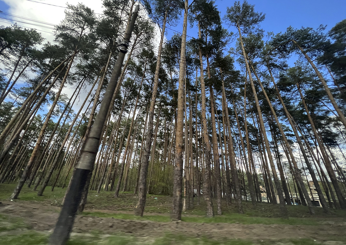 В России снижается количество нелегальных вырубок лесов