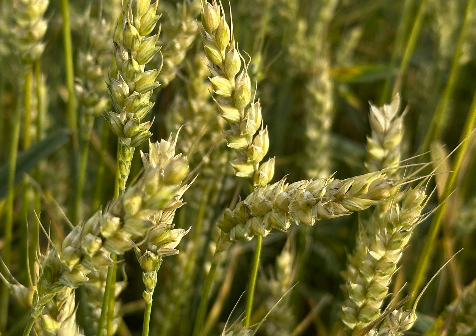 В Российском зерновом союзе оценили перспективы роста цен на пшеницу